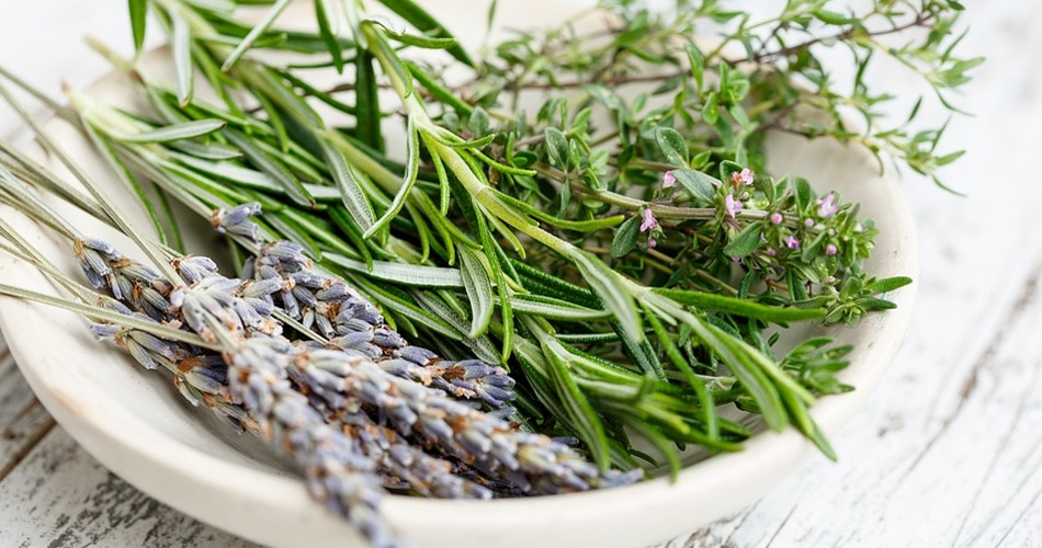 मिर्गी का हर्बल उपचार