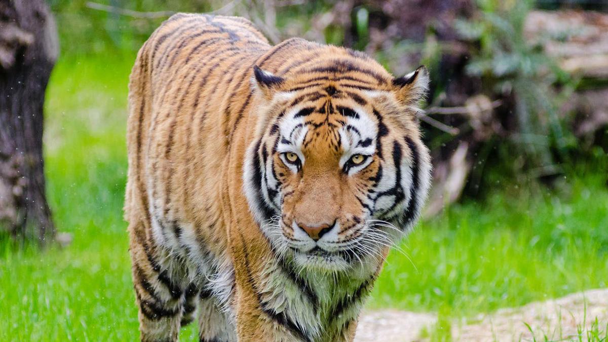 प्रतीकात्मक तस्वीर