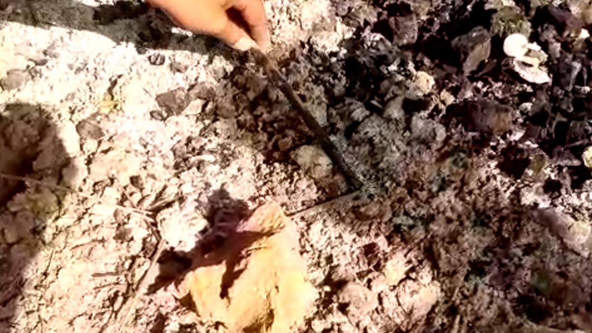 अस्‍थ‍ियों में म‍िली कैंची.