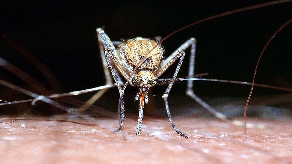 Children can be Superspreaders of Malaria to Mosquitoes