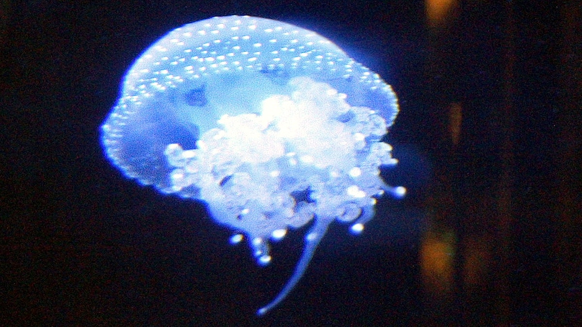 Unknown Facts about Jellyfish