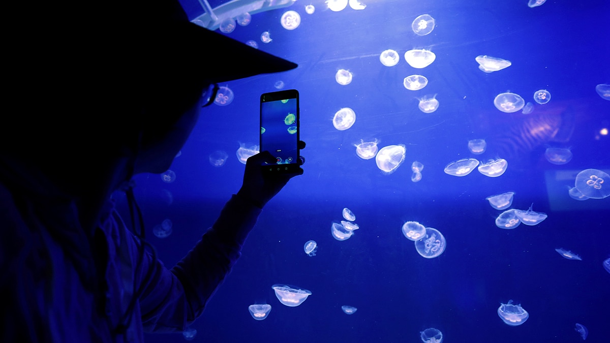 Unknown Facts about Jellyfish