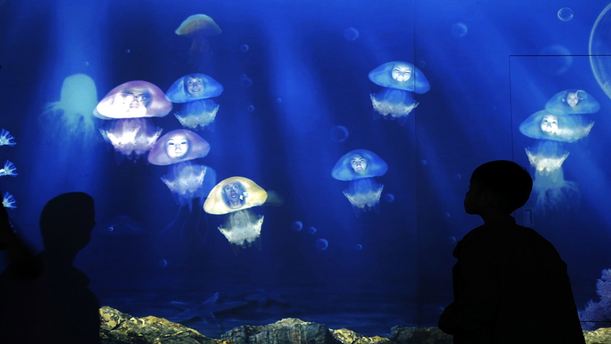 Unknown Facts about Jellyfish