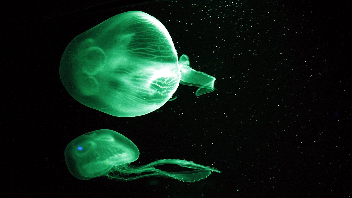 Unknown Facts about Jellyfish