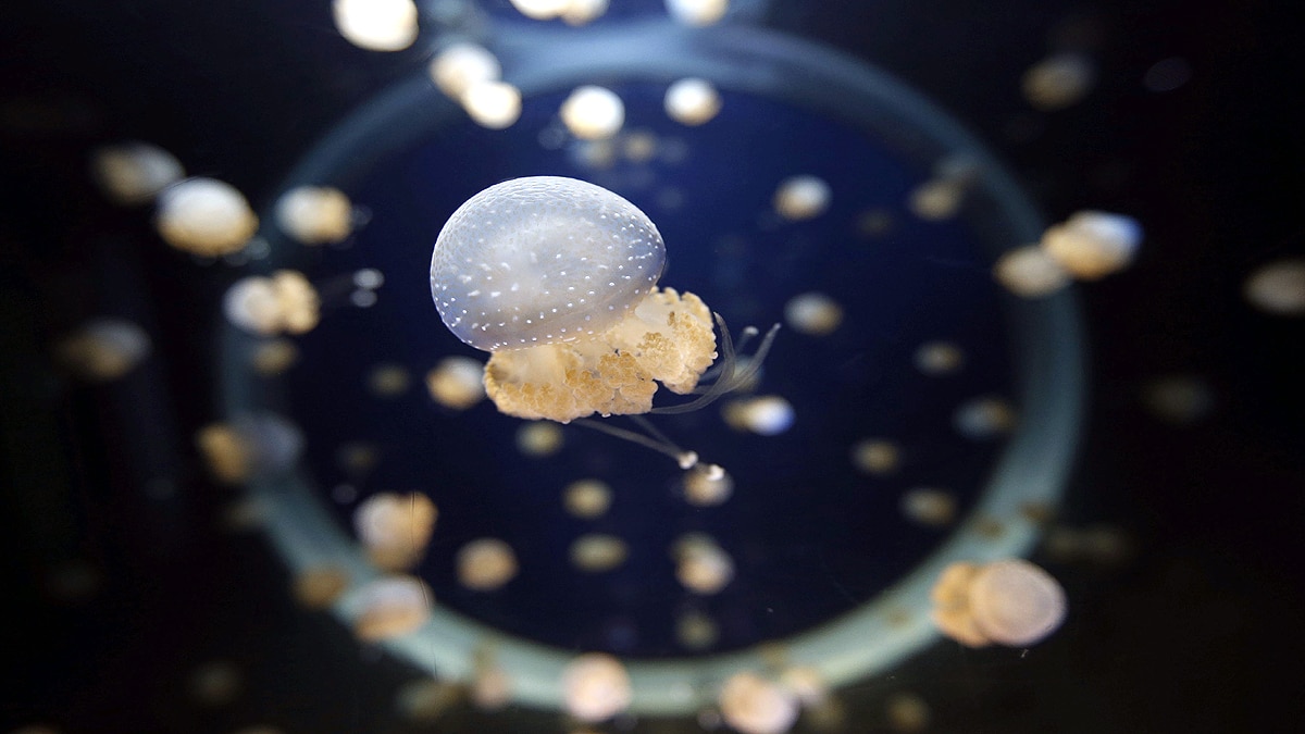Unknown Facts about Jellyfish