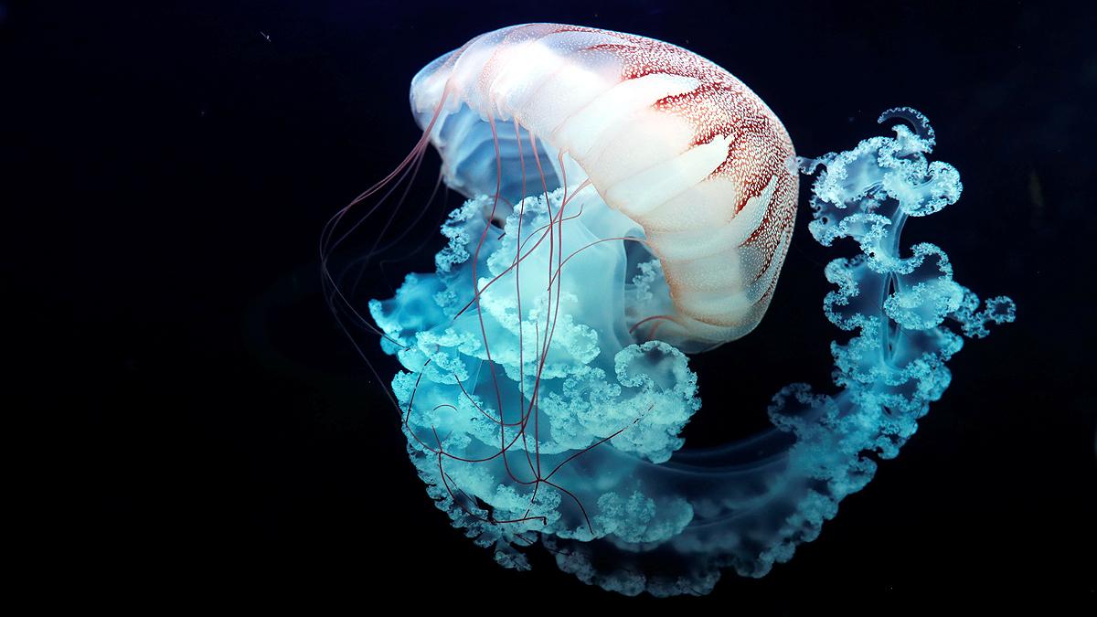 Unknown Facts about Jellyfish