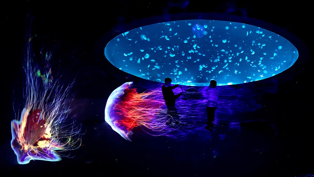 Unknown Facts about Jellyfish