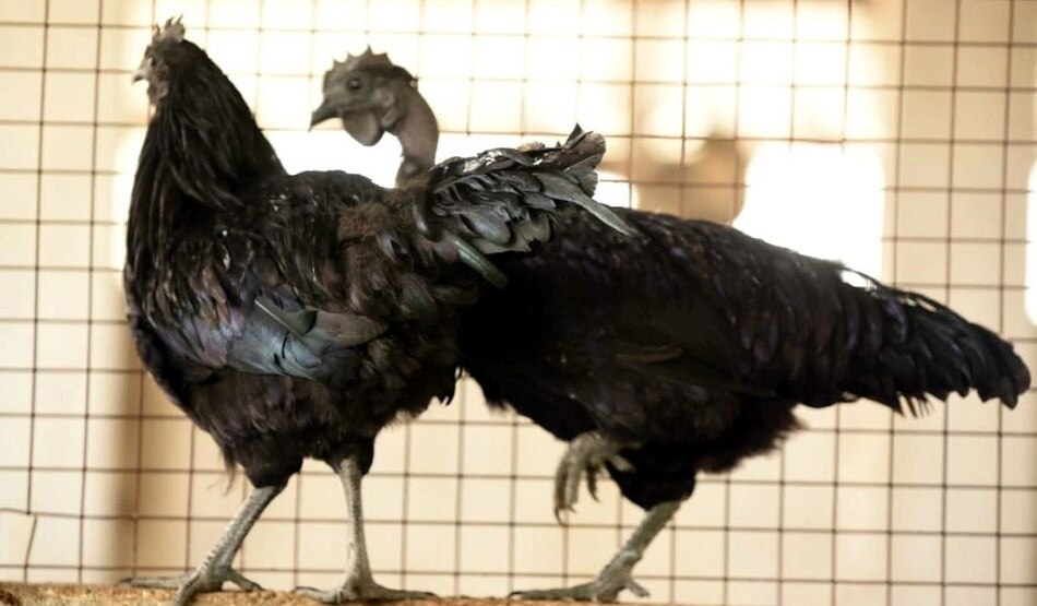 कोरोना ने बढ़ाई कड़कनाथ की डिमांड