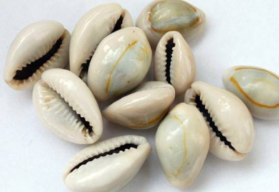 पीली कौड़ियां रखें