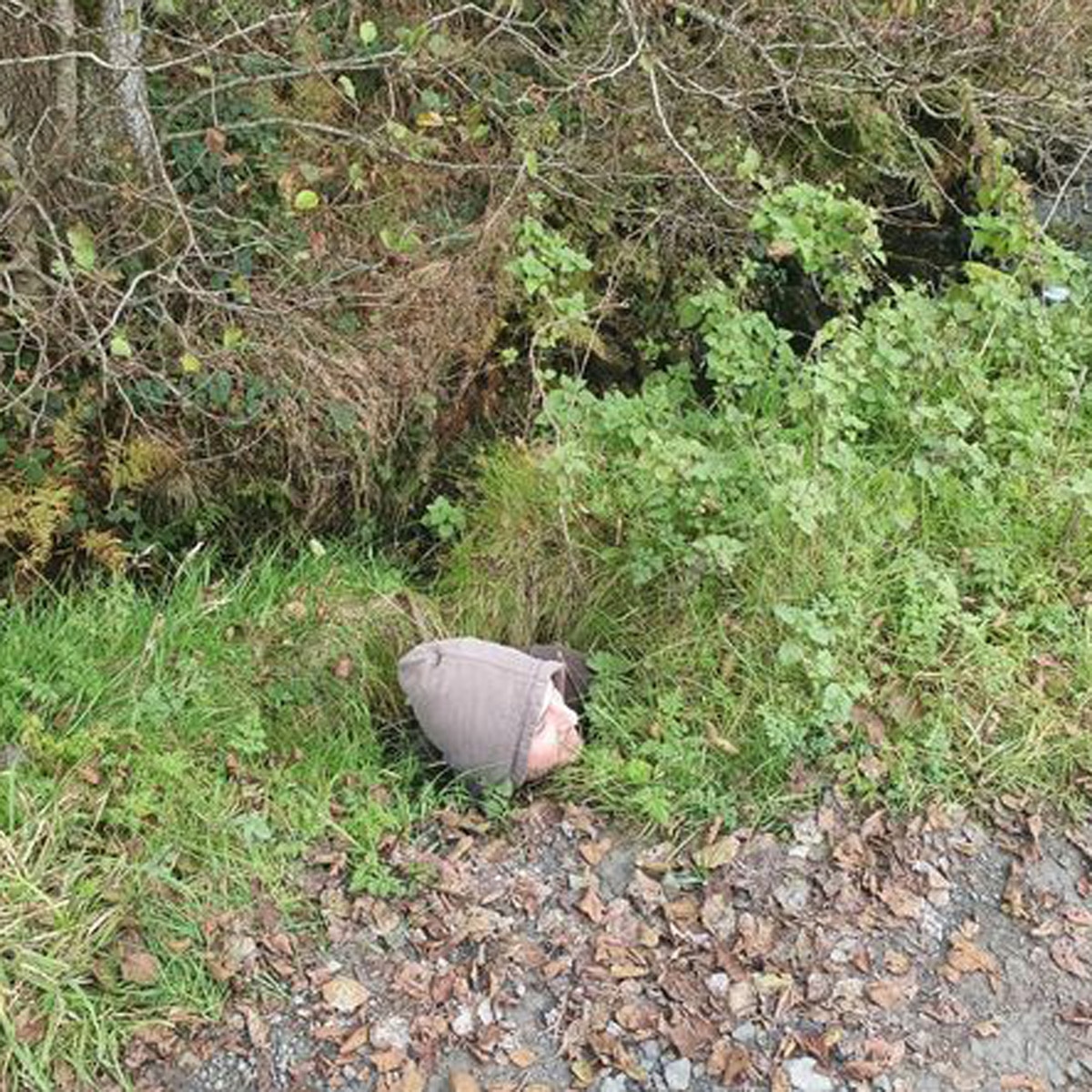 लुईस क्रॉस