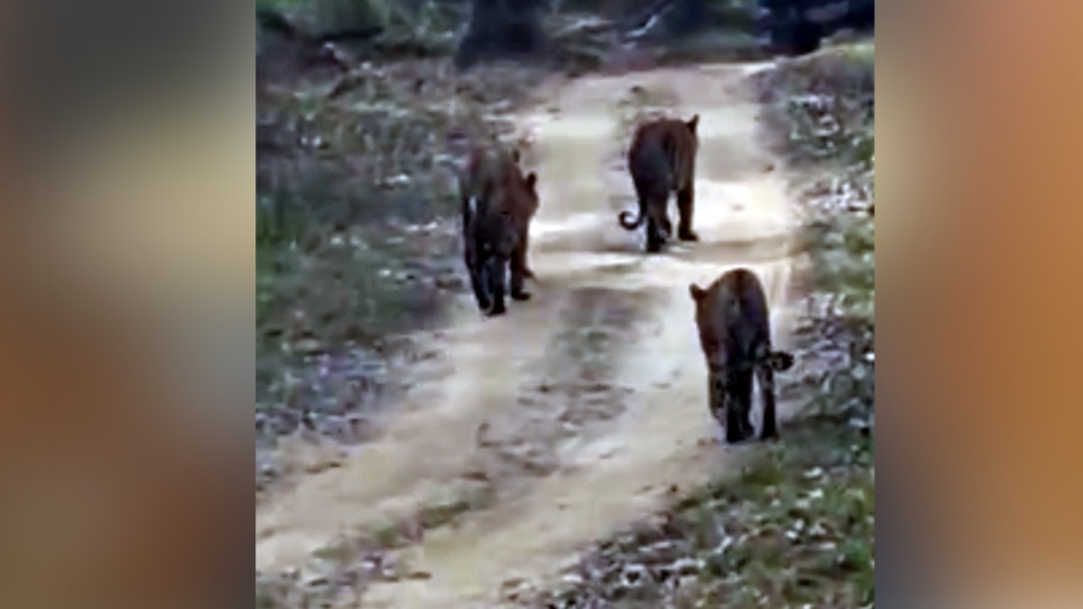 कान्हा टाइगर रिजर्व में शावकों के साथ मस्‍ती करता नजर आया बाघों का कुनबा, Photos