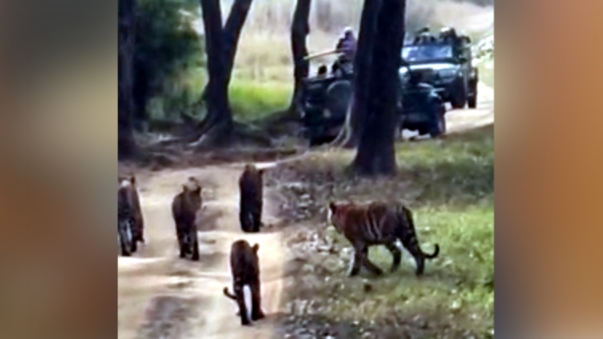 कान्हा टाइगर रिजर्व में शावकों के साथ मस्‍ती करता नजर आया बाघों का कुनबा, Photos