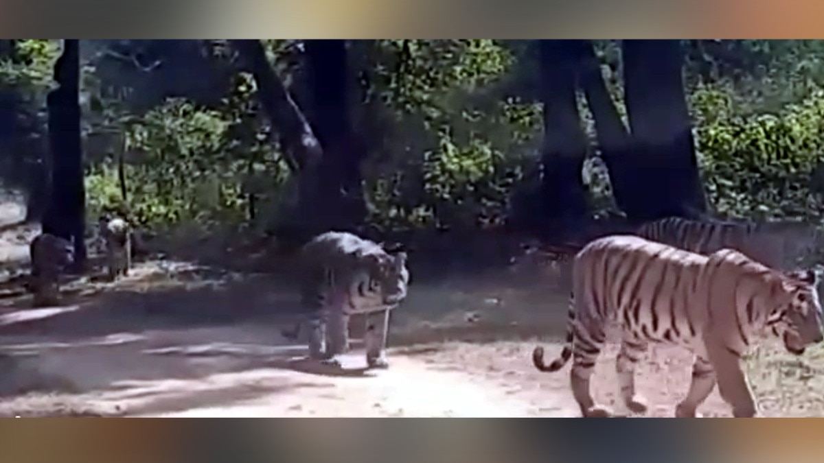 कान्हा टाइगर रिजर्व में शावकों के साथ मस्‍ती करता नजर आया बाघों का कुनबा, Photos