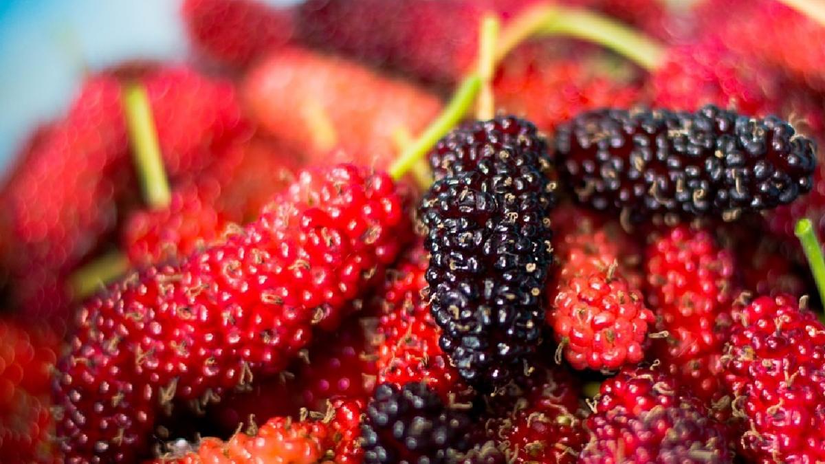 Marlberry Benefit: शहतूत के 7 चमत्कारी फायदे, डायबिटीज-कॉलेस्ट्रोल बढ़ने की तकलीफ से भी राहत