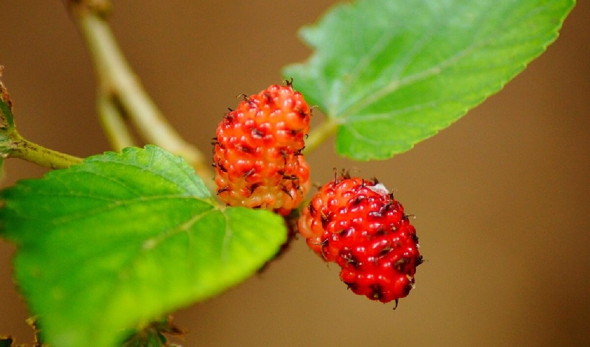 घाव जल्दी भरने में कारगर