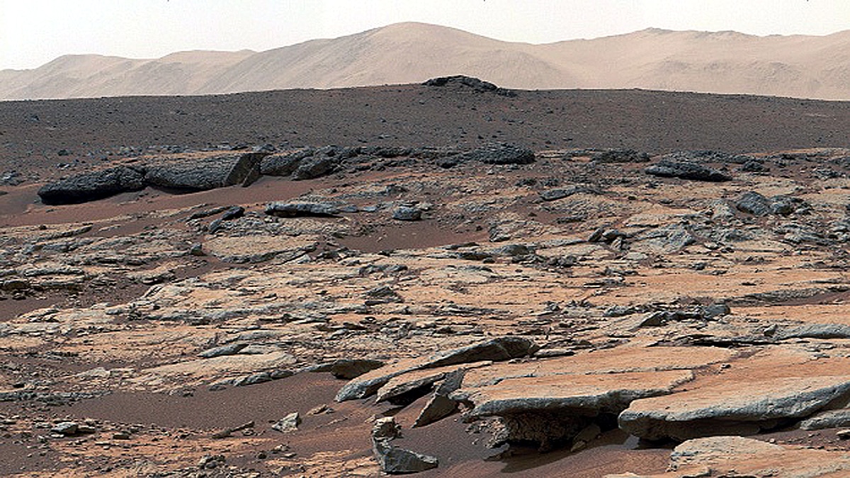 Four Earth organisms Can live on Mars
