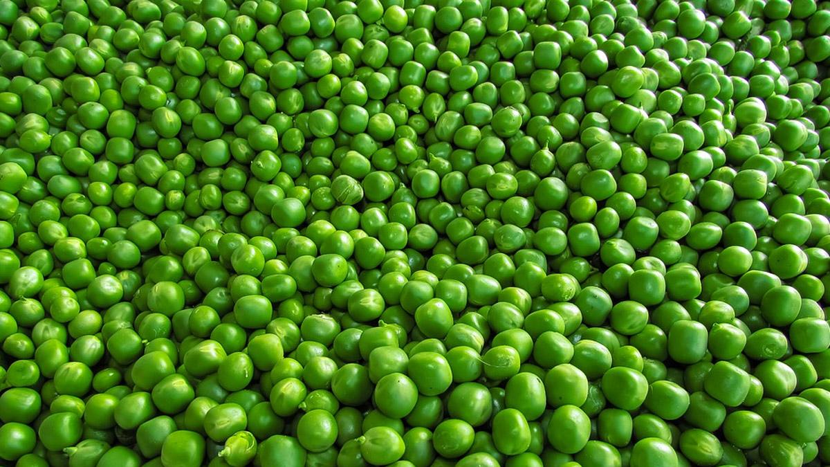 मटर खाने के फायदे