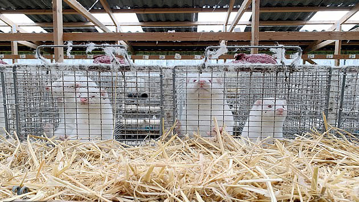 France Slaughters 1000 minks due to Covid-19