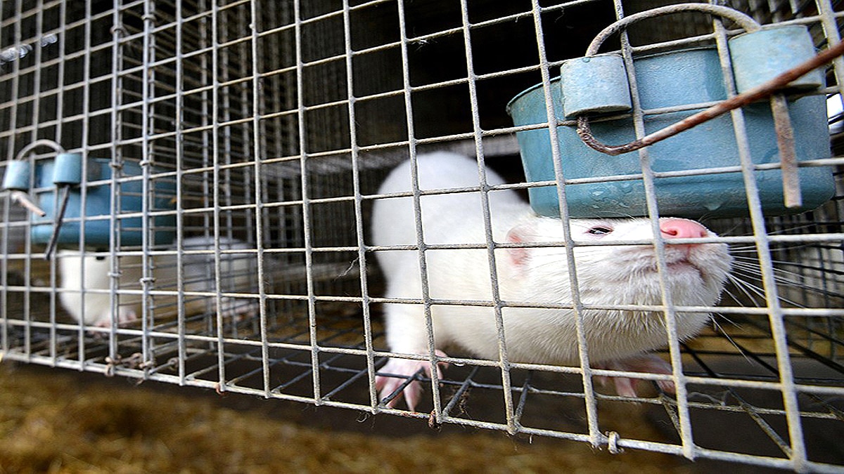 France Slaughters 1000 minks due to Covid-19