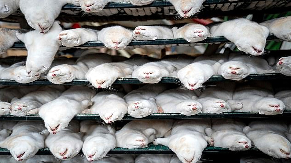 France Slaughters 1000 minks due to Covid-19