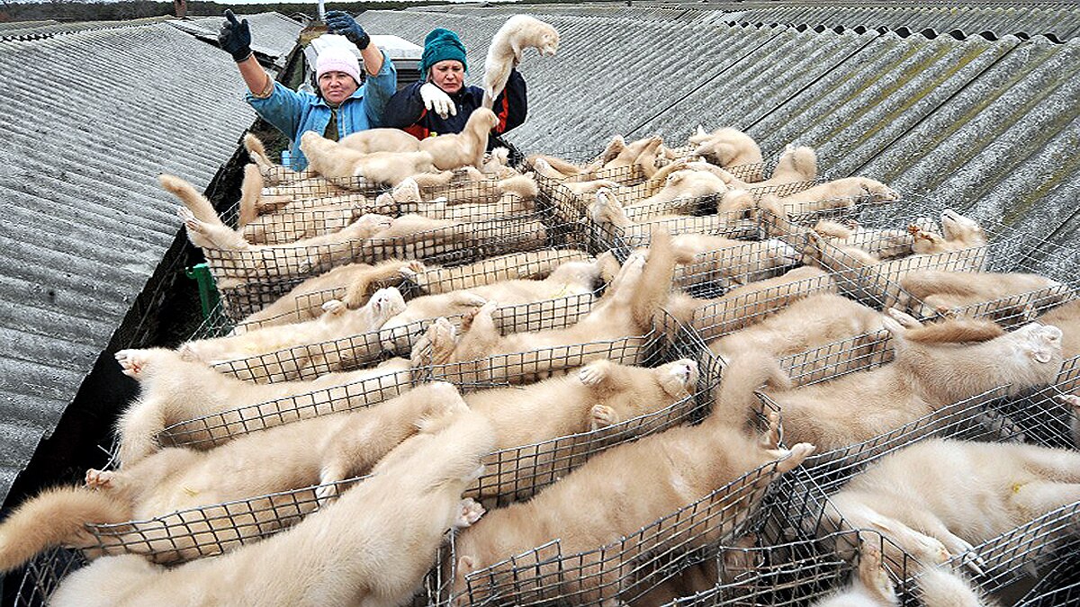 France Slaughters 1000 minks due to Covid-19