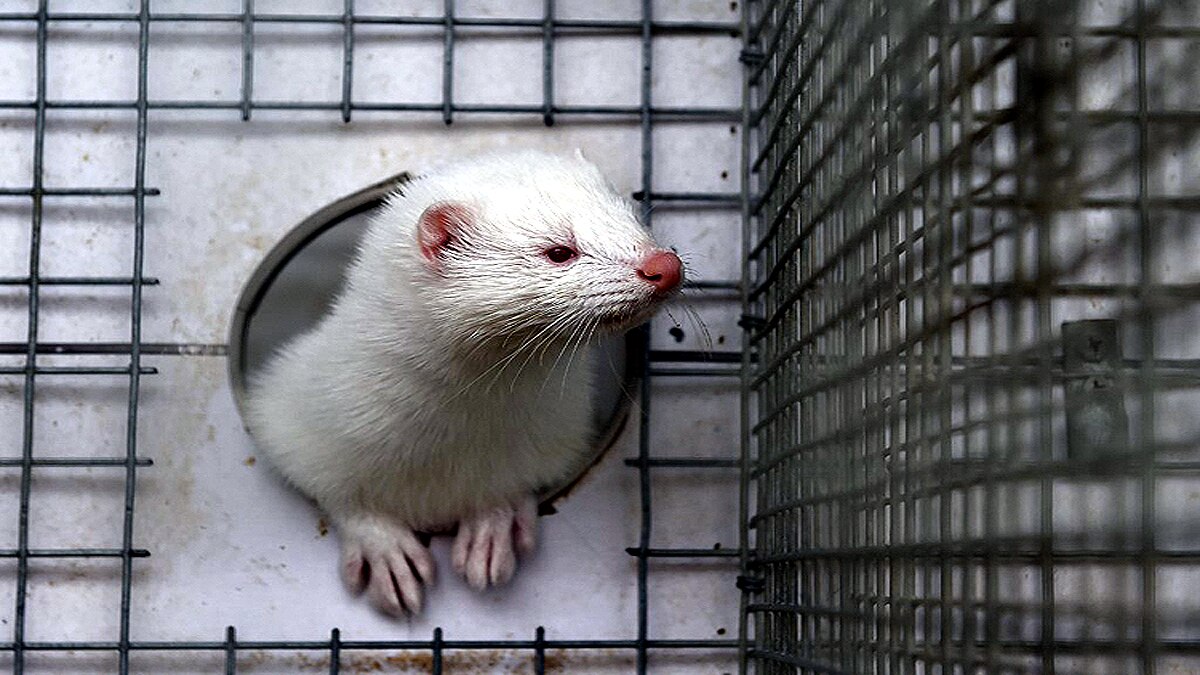France Slaughters 1000 minks due to Covid-19