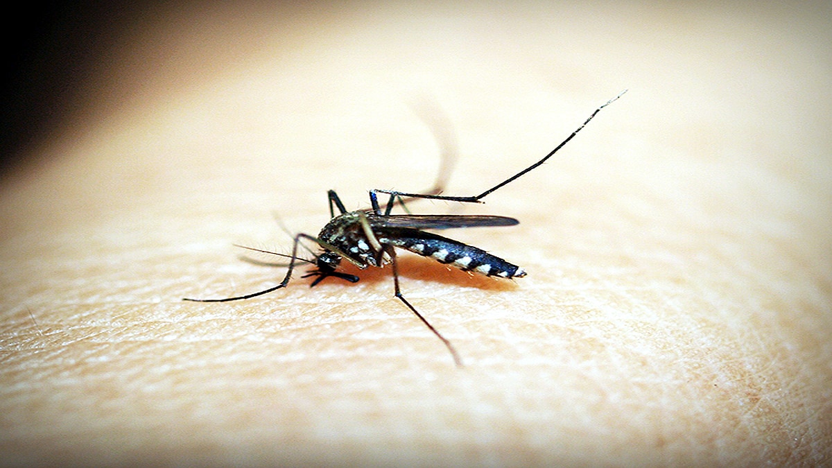Children can be Superspreaders of Malaria to Mosquitoes