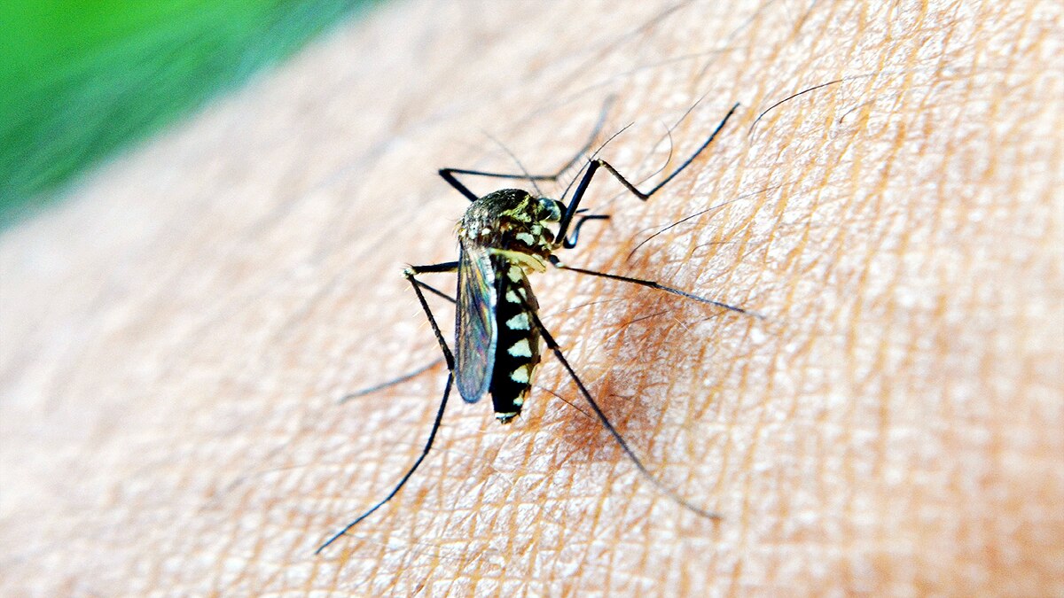 Children can be Superspreaders of Malaria to Mosquitoes