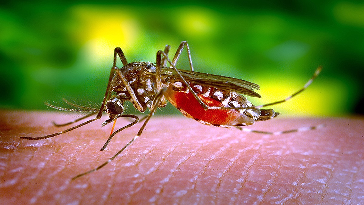 Children can be Superspreaders of Malaria to Mosquitoes