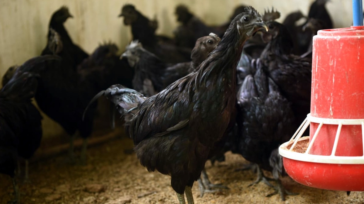 संन्‍यास के बाद अब एमएस धोनी बेचेंगे कड़कनाथ मुर्गा, 2 हजार चूजों का दिया ऑर्डर.