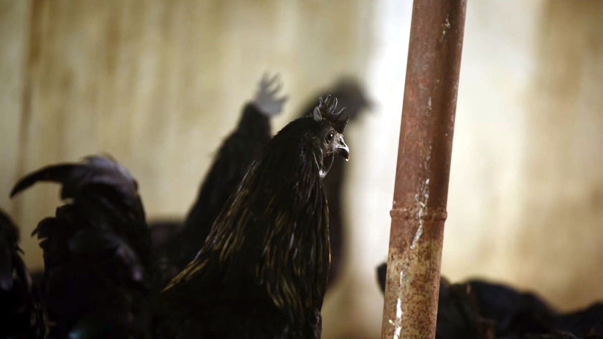 संन्‍यास के बाद अब एमएस धोनी बेचेंगे कड़कनाथ मुर्गा, 2 हजार चूजों का दिया ऑर्डर.