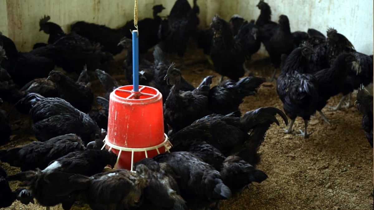 संन्‍यास के बाद अब एमएस धोनी बेचेंगे कड़कनाथ मुर्गा, 2 हजार चूजों का दिया ऑर्डर.