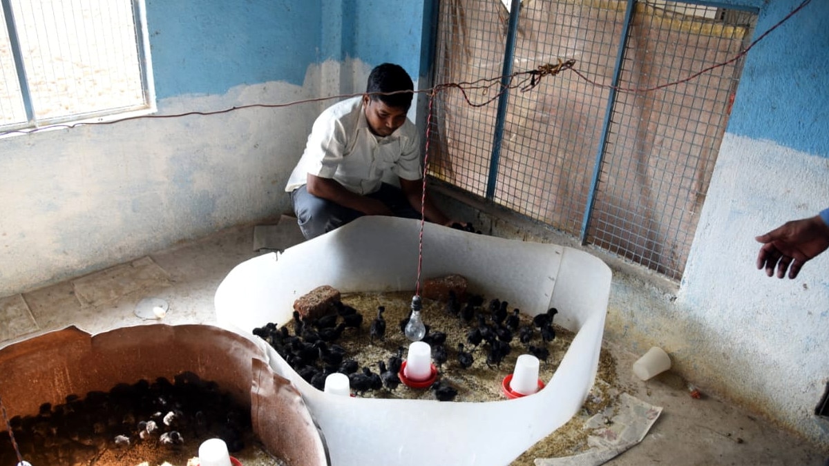 संन्‍यास के बाद अब एमएस धोनी बेचेंगे कड़कनाथ मुर्गा, 2 हजार चूजों का दिया ऑर्डर.