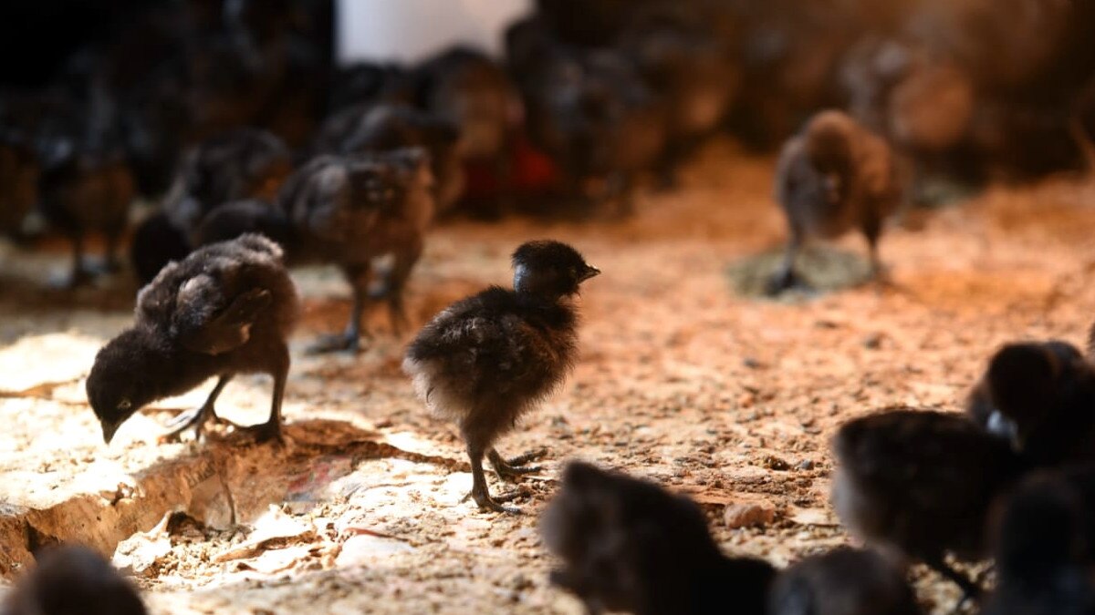 संन्‍यास के बाद अब एमएस धोनी बेचेंगे कड़कनाथ मुर्गा, 2 हजार चूजों का दिया ऑर्डर.