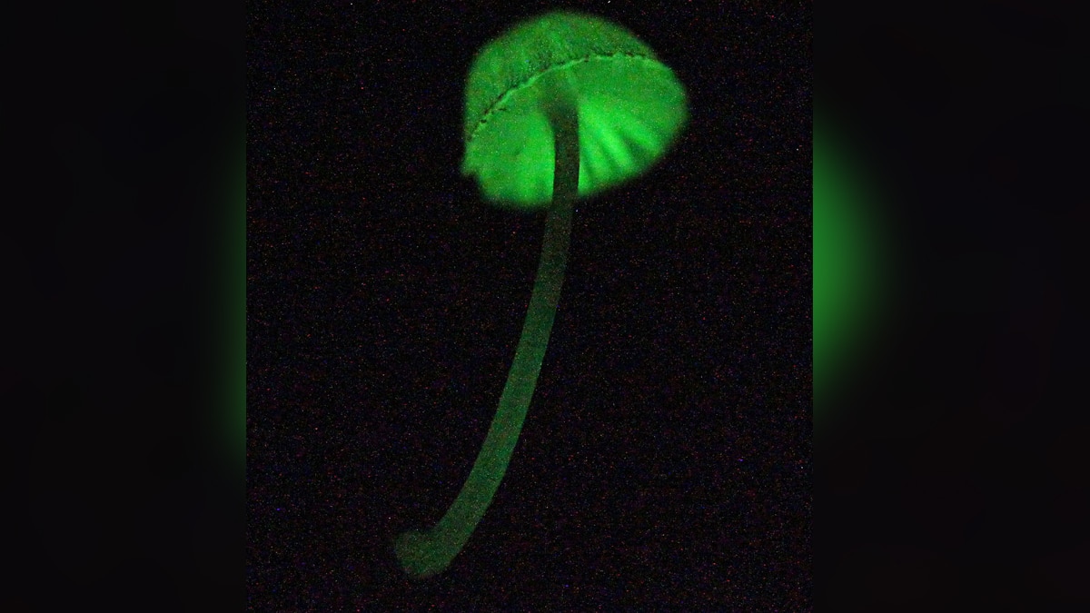 Rare Electric Mushrooms in Meghalaya Forest