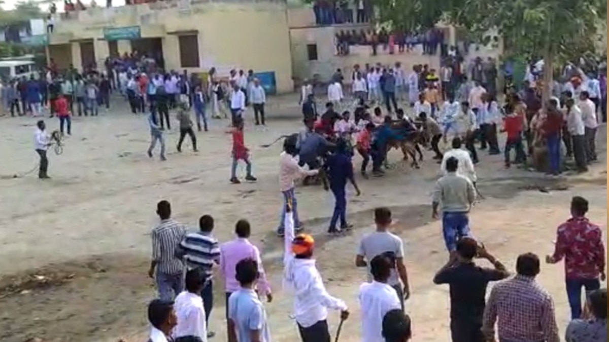 बैलों को आतिशबाजी कर भड़काते हैं लोग.