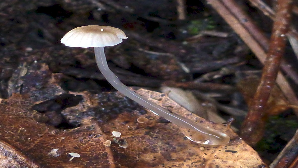 Rare Electric Mushrooms in Meghalaya Forest