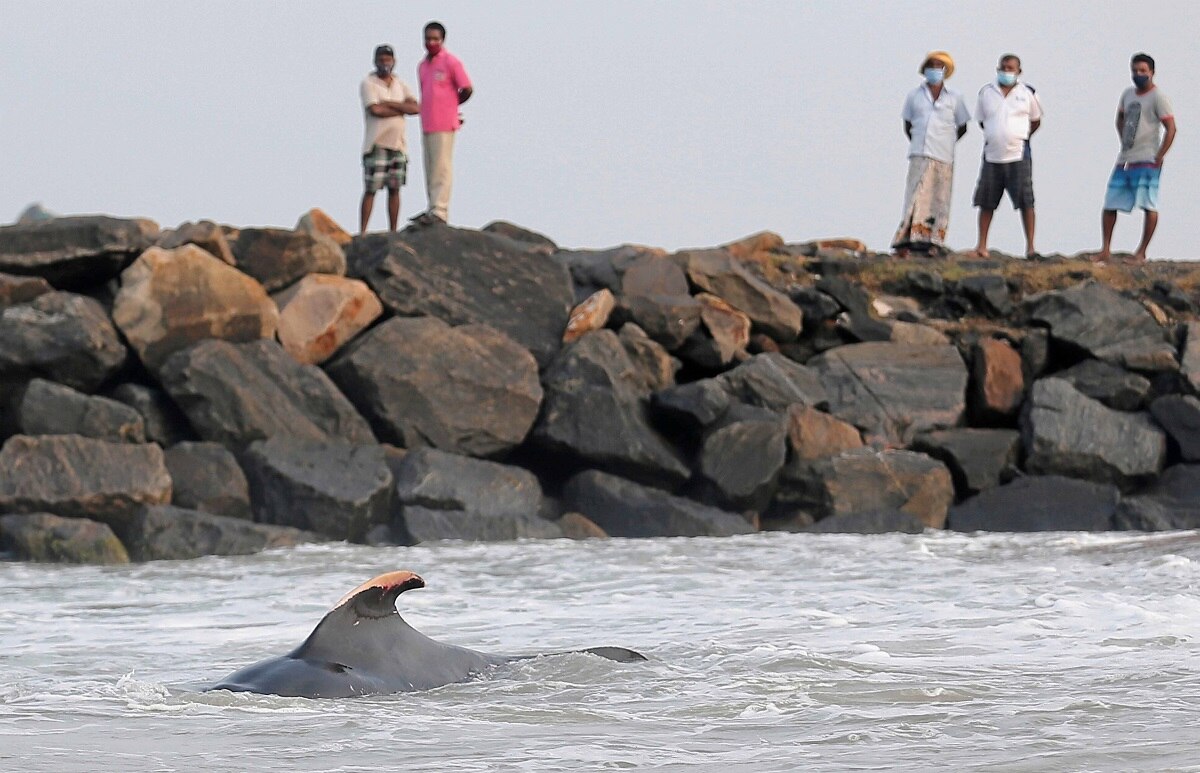 श्रीलंका में 120 व्हेल को बचाया गया