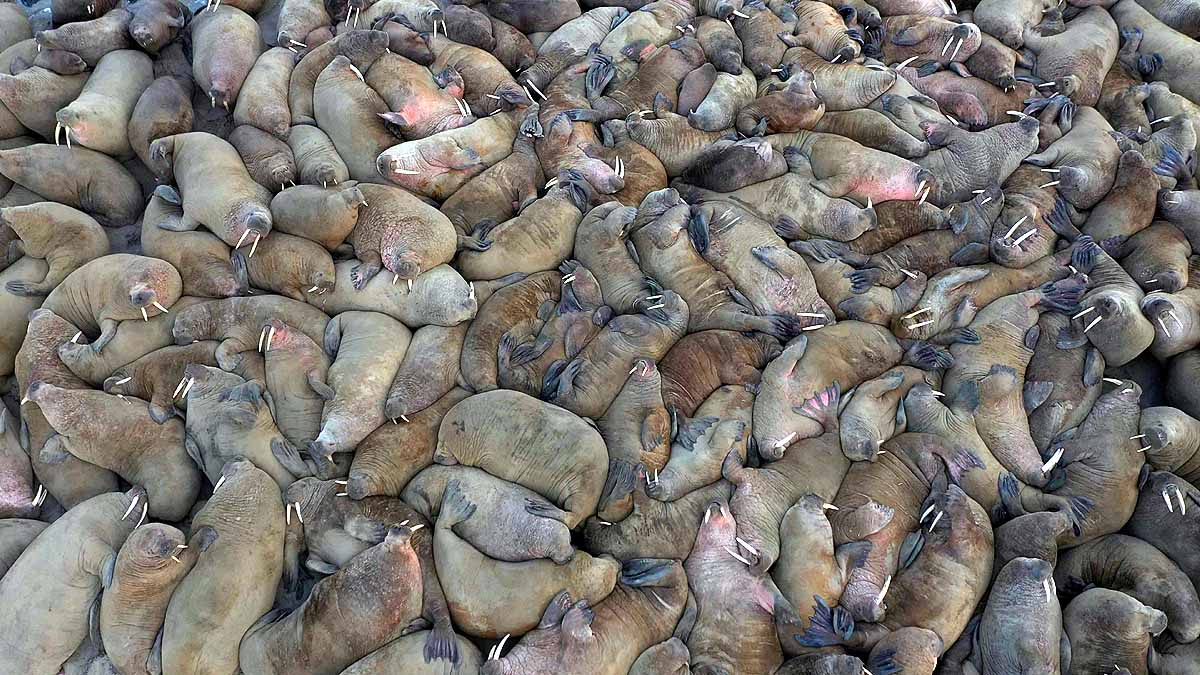 Huge Walrus Colony found in Arctic Circle