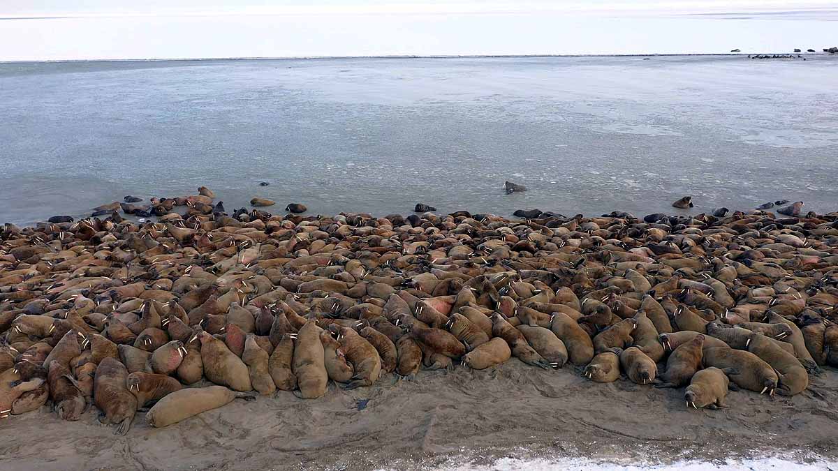 Huge Walrus Colony found in Arctic Circle