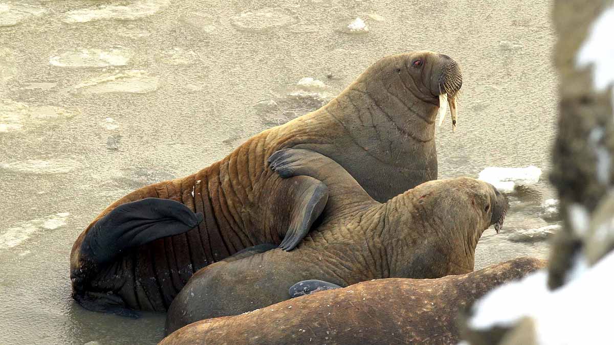 Huge Walrus Colony found in Arctic Circle