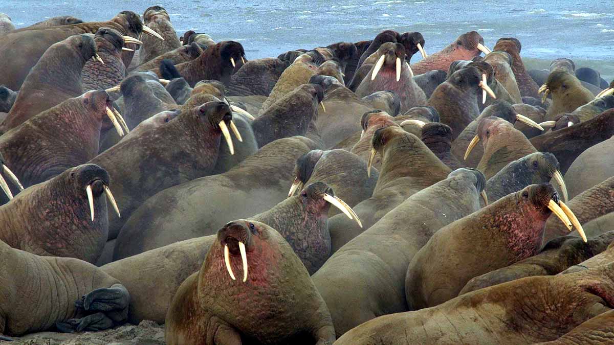 Huge Walrus Colony found in Arctic Circle