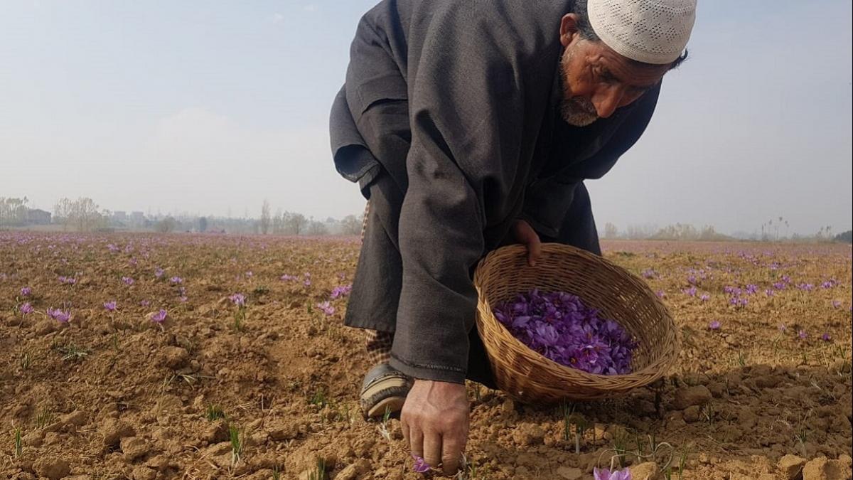 कश्मीर में होती है दुनिया की सबसे महंगी फसल