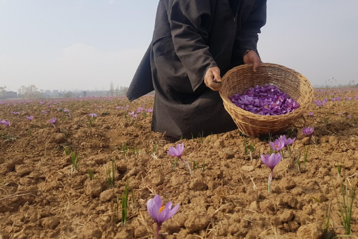 कश्मीर में होती है दुनिया की सबसे महंगी फसल