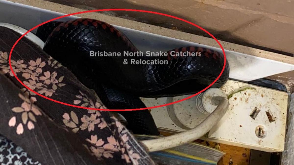 टोस्टर के पीछे से निकला जहरीला सांप