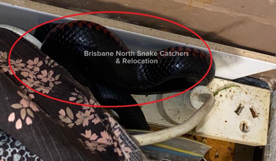 टोस्टर के पीछे से निकला जहरीला सांप