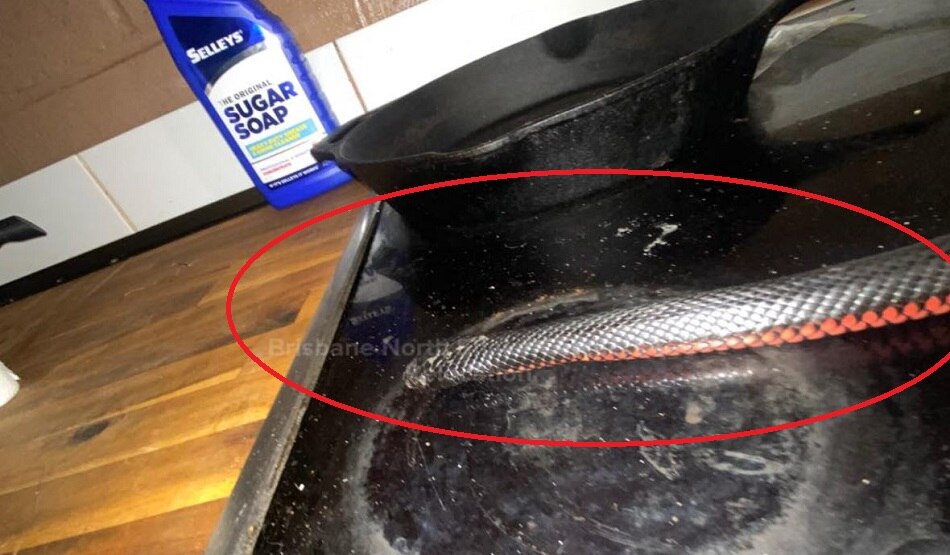 टोस्टर के पीछे से निकला जहरीला सांप