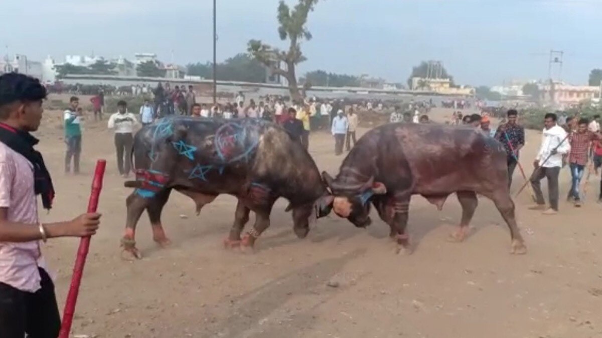 भैंसों का दंगल (फोटो आजतक)