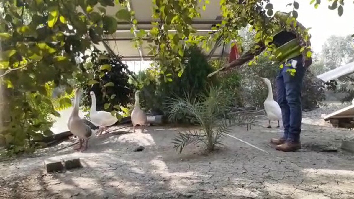 महिला ने अपने खेत में बनाया आईलैंड (फोटो आजतक)