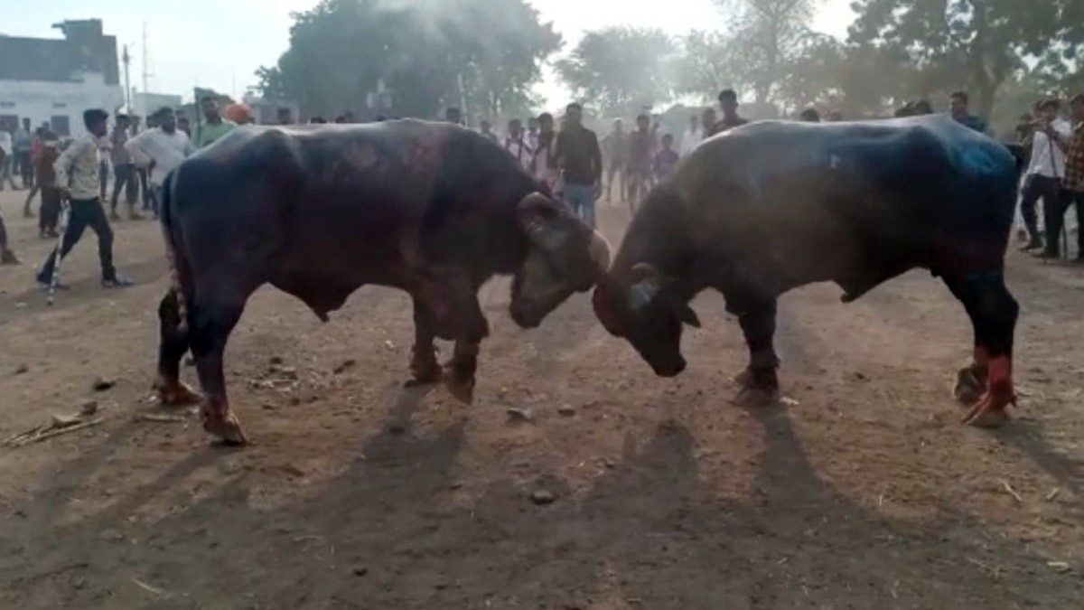 भैंसों का दंगल (फोटो आजतक)